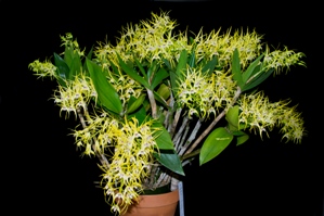 Dendrobium Hilda Poxon Joan Mickelson CCM/AOS 86 pts.